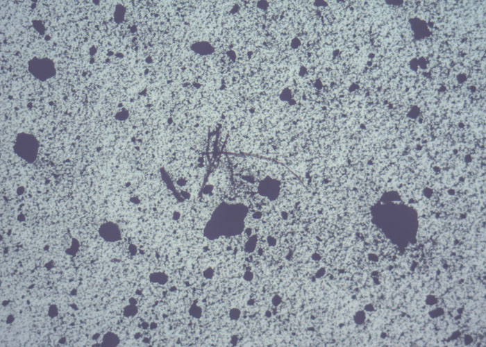 Amianto bianco (crisotilo) osservato al microscopio polarizzatore