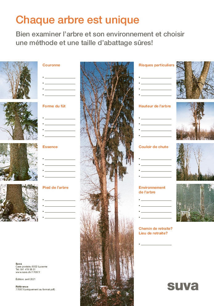 Abattre des arbres? Oui, mais en toute sécurité! Examen individuel