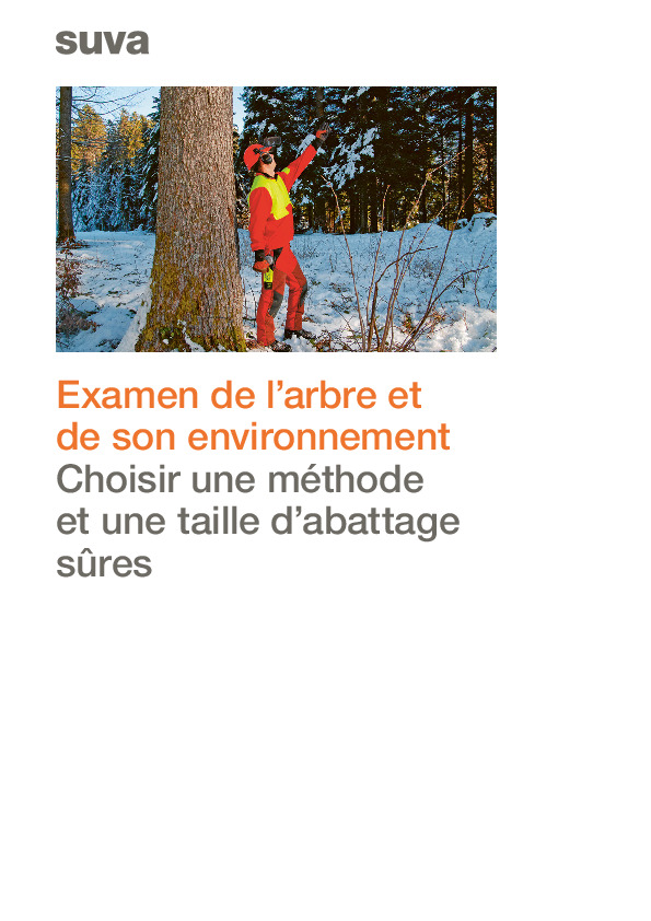 Examen d’un arbre et de son environnement pour un abattage en toute sécurité
