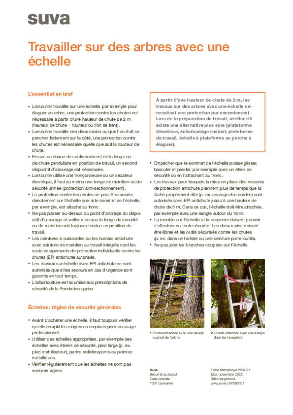 Conseils pour travailler sur un arbre avec une échelle
